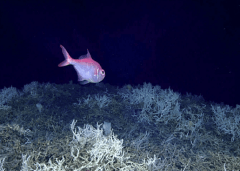 Shkencëtarët hartuan gumin koral më i madh deri më sot në brigjet e Atlantikut të SHBA-së