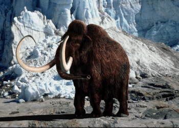Zbulohet misteri i zhdukjes së mamuthit të leshtë