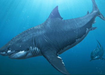 Çfarë tregon studimi i ri për peshkaqenët megalodonët?