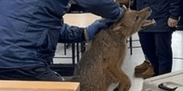 Kapet çakalli në zonën e Teatrit të Operas dhe Baletit në Tiranë