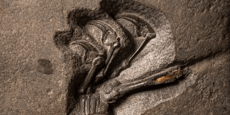 Zbulohen mbetjet e zvarranikëve fluturues që jetuan miliona vite më parë në Skoci