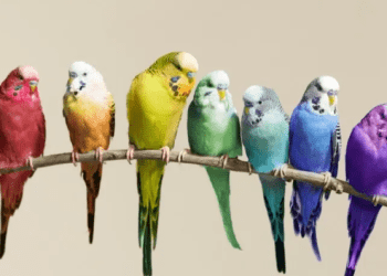 Veterinari britanik zbulon se cilat kafshë nuk janë aspak të përshtatshme për kafshët shtëpiake