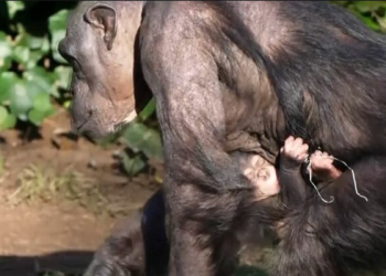 Një shimpanze e rrallë ka lindur në kopshtin zoologjik të Çesterit