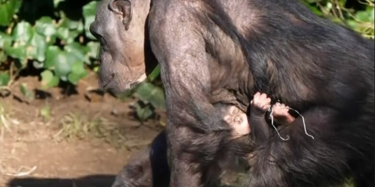Një shimpanze e rrallë ka lindur në kopshtin zoologjik të Çesterit