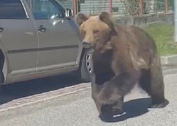 Sllovaki: Një qytet shpall gjendje emergjente, 10-vjeçarja sulmohet nga një arushë