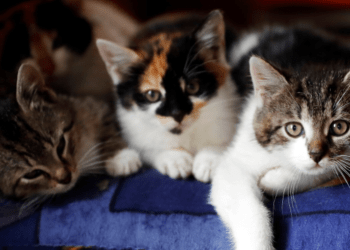 A e dini se cila është raca më e shtrenjtë e maceve në botë?