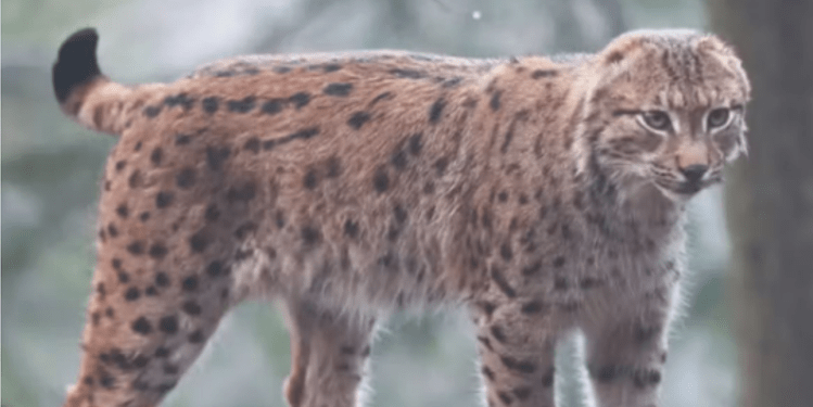 Një rrëqebull pa veshë është vërejtur pranë kufirit franko-zviceran