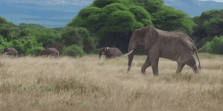 Elefantët kanë acaruar së fundmi marrëdhëniet mes 2 vendeve fqinje të Afrikës