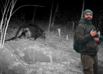 Kastori euroaziatik shfaqet pas 200 vitesh në Kosovë, fotografi Mavriqi: Si arrita ta filmoj