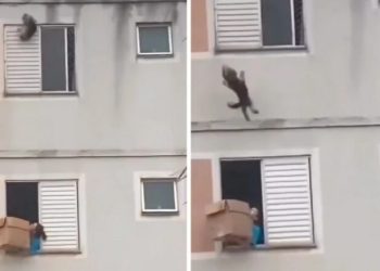 Qeni ra nga dritarja, fqinji e shpëtoi duke përdorur një kuti kartoni (video)