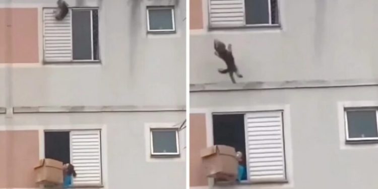 Qeni ra nga dritarja, fqinji e shpëtoi duke përdorur një kuti kartoni (video)