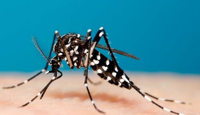 Vijnë me ngrohjen e kohës, por farë i ndodh trupit kur ju pickon mushkonja