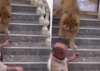 Luani si kafshë shtëpiake në një fshat të Fierit, policia do ta largojë nga banesa