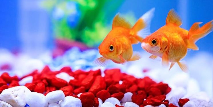 Doni të merrni një akuarium me peshq në shtëpi? Këto gabime duhet t’i shmangni patjetër