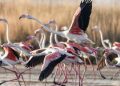 Flamingot mbushin plot lagunën e Nartës, çfarë do të thotë kjo për vendin tonë
