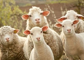 AUV kërkon që therja e kurbanëve të bëhet në thertore të lincenuar