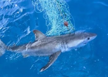 Peshkaqeni i bardhë shfaqet në Adriatik