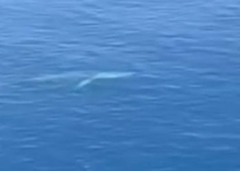 Video / Balenë në mes të ditës, pamje të rralla në detin e Vlorës