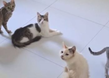 Gjyqi i rrallë në Tiranë, e moshuara 82-vjeçare gjobitet sepse ushqen macet e rrugës