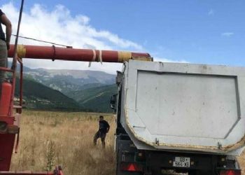 Të burgosurit e Dubravës përmbyllin me sukses korrjen e grurit, e kultivuan vetë