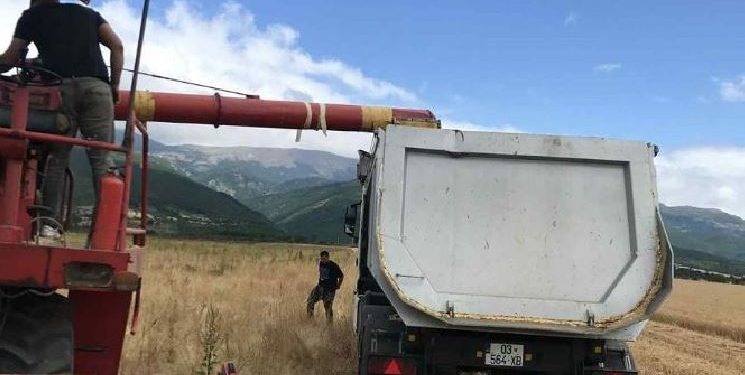 Të burgosurit e Dubravës përmbyllin me sukses korrjen e grurit, e kultivuan vetë