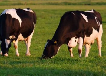 Rastet e para të sëmundjes “Gjuha e Kaltër” konfirmohen në Kosovë, AUV merr masa parandaluese