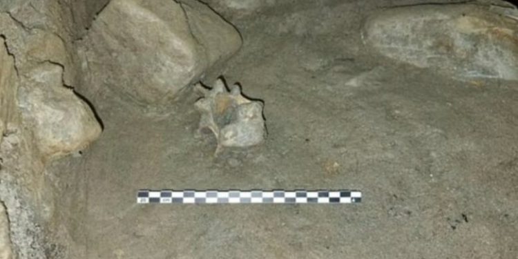 Zbulim i rrallë në Norvegji – shpella që rishkruan historinë e faunës arktike evropiane