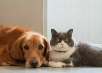 A e dinit se kafshët shtëpiake marrin karakterin e vetë pronarit? Ja si