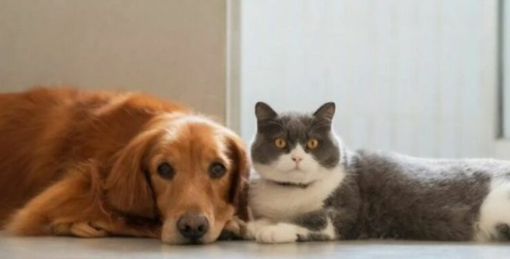 A e dinit se kafshët shtëpiake marrin karakterin e vetë pronarit? Ja si