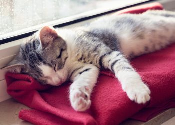 A e dini që macet mund të flenë deri në 16 orë në ditë?