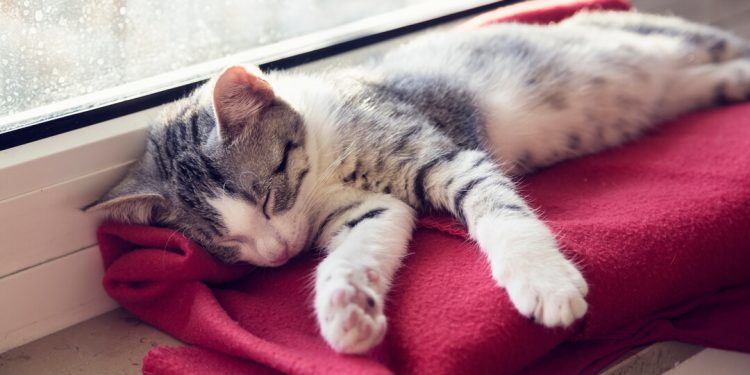 A e dini që macet mund të flenë deri në 16 orë në ditë?