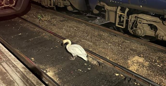 Mjellma “problematike” stacionohet në shina, vonon trenat