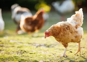 Ndalohet importi i shpezëve dhe produkteve të tyre nga Italia