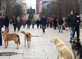 Fondacioni për të Drejtat e Kafshëve: Mbi 50 mijë qen në gjithë Kosovën