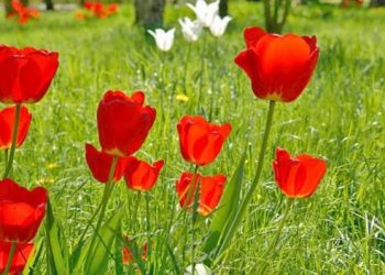 Quhet Tulipa Albanica, tulipani i kuq më i rrallë në botë gjendet në Shqipëri