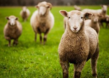 AUV-i heq ndalesën e importit nga Shqipëria për kafshët e gjalla dhe shpezët