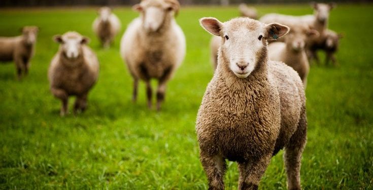 AUV-i heq ndalesën e importit nga Shqipëria për kafshët e gjalla dhe shpezët