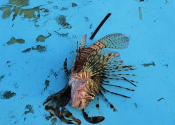 Biodiversiteti në rrezik, peshku luan “pushton” ujrat e Mesdheut